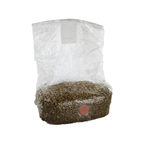 Magic Mushroom substrate kit Online