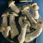 Buy Albino penis envy Online.