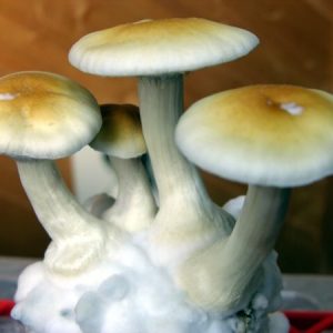 Transkei Magic Mushrooms