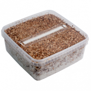MAGIC MUSHROOM GROW KIT B+ XL BY MONDO®